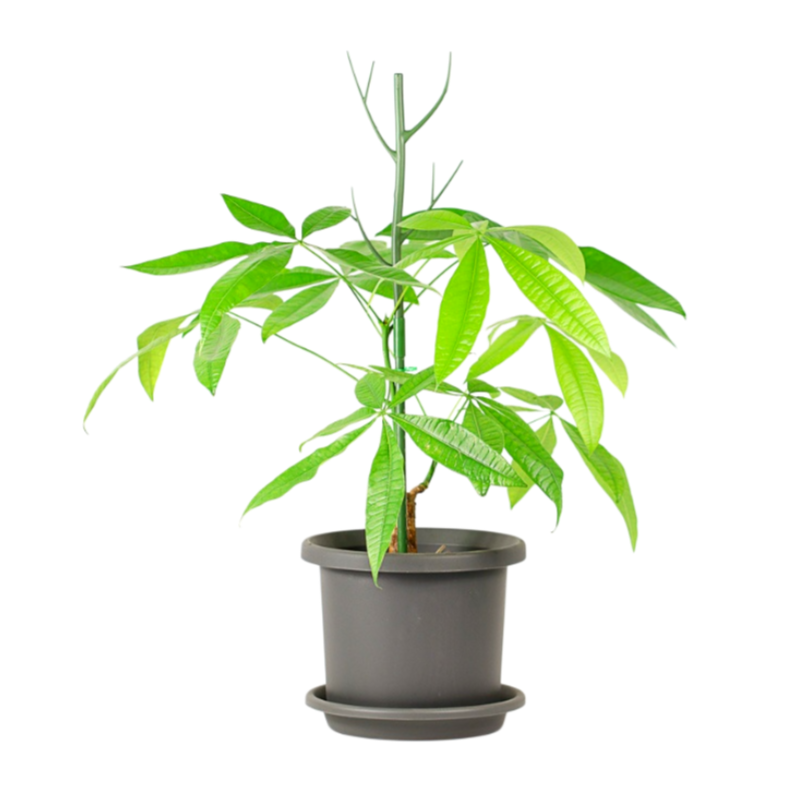 植物の支柱