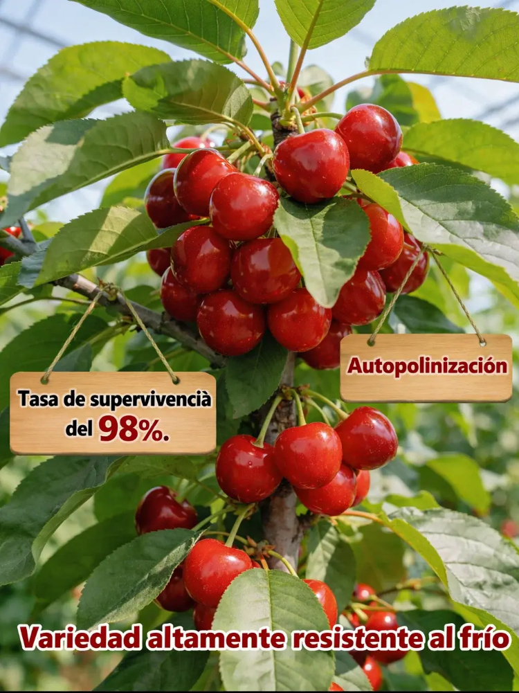 Plántula de cerezo que da frutos el mismo año, fructificación rápida