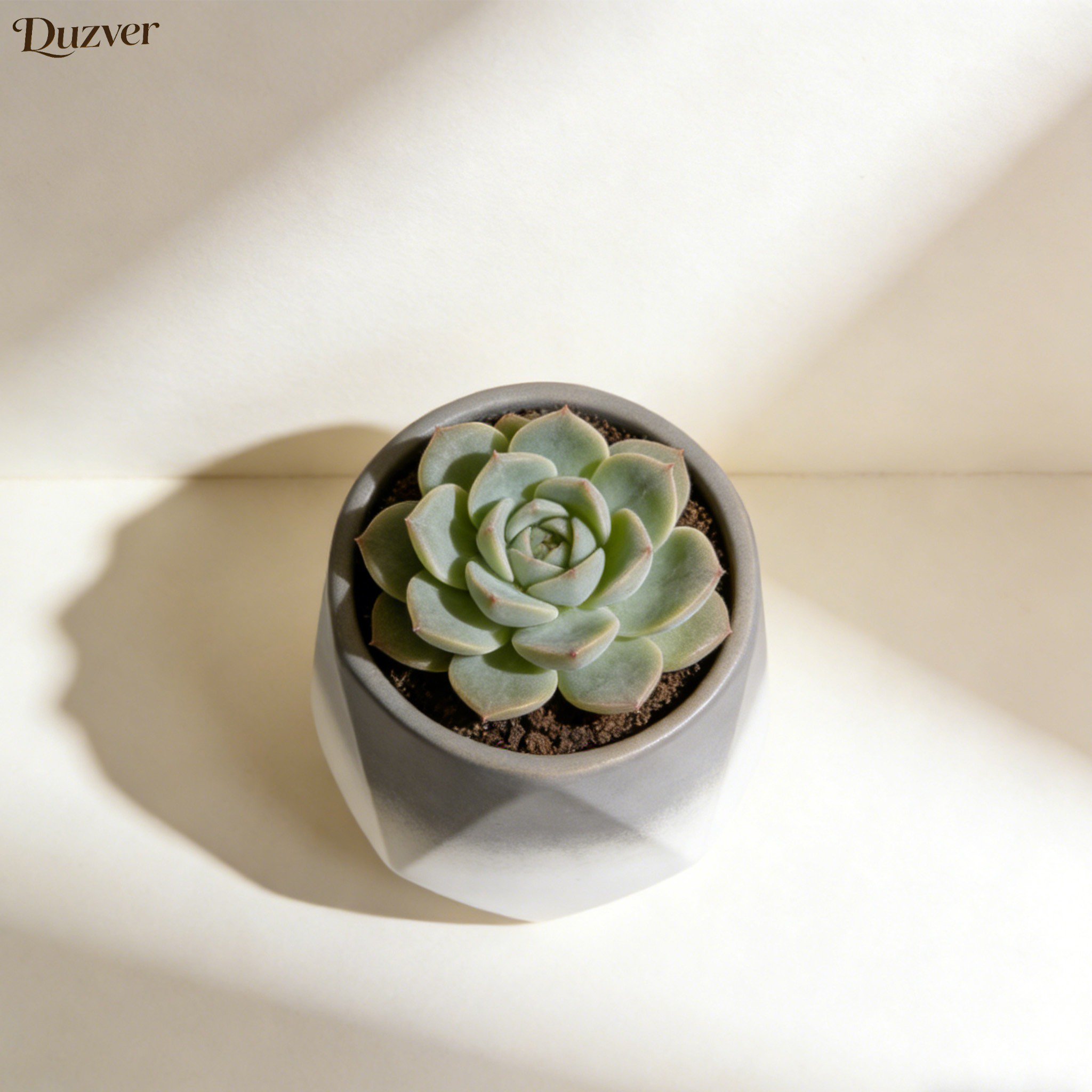 Mini Sukkulenten Pflanzen Topf