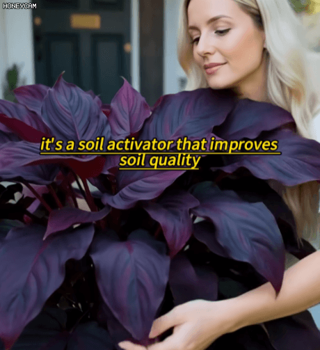 Honeycam 2026-01-20 14-59-39.gif