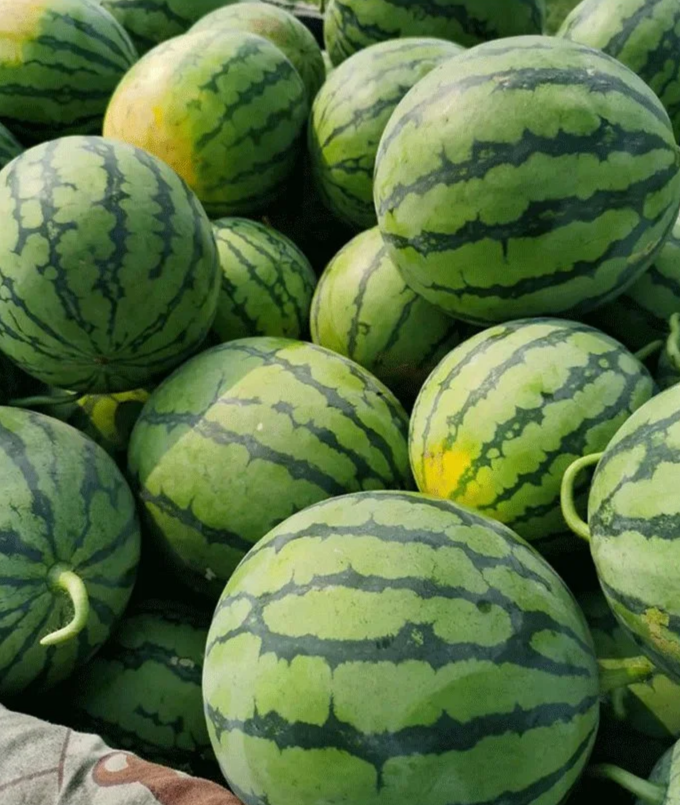Wassermelonen-Samen, die das ganze Jahr über Früchte tragen.