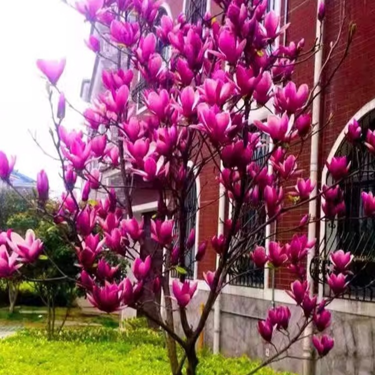 庭院景觀招財玉蘭花樹苗-按訂單量採購