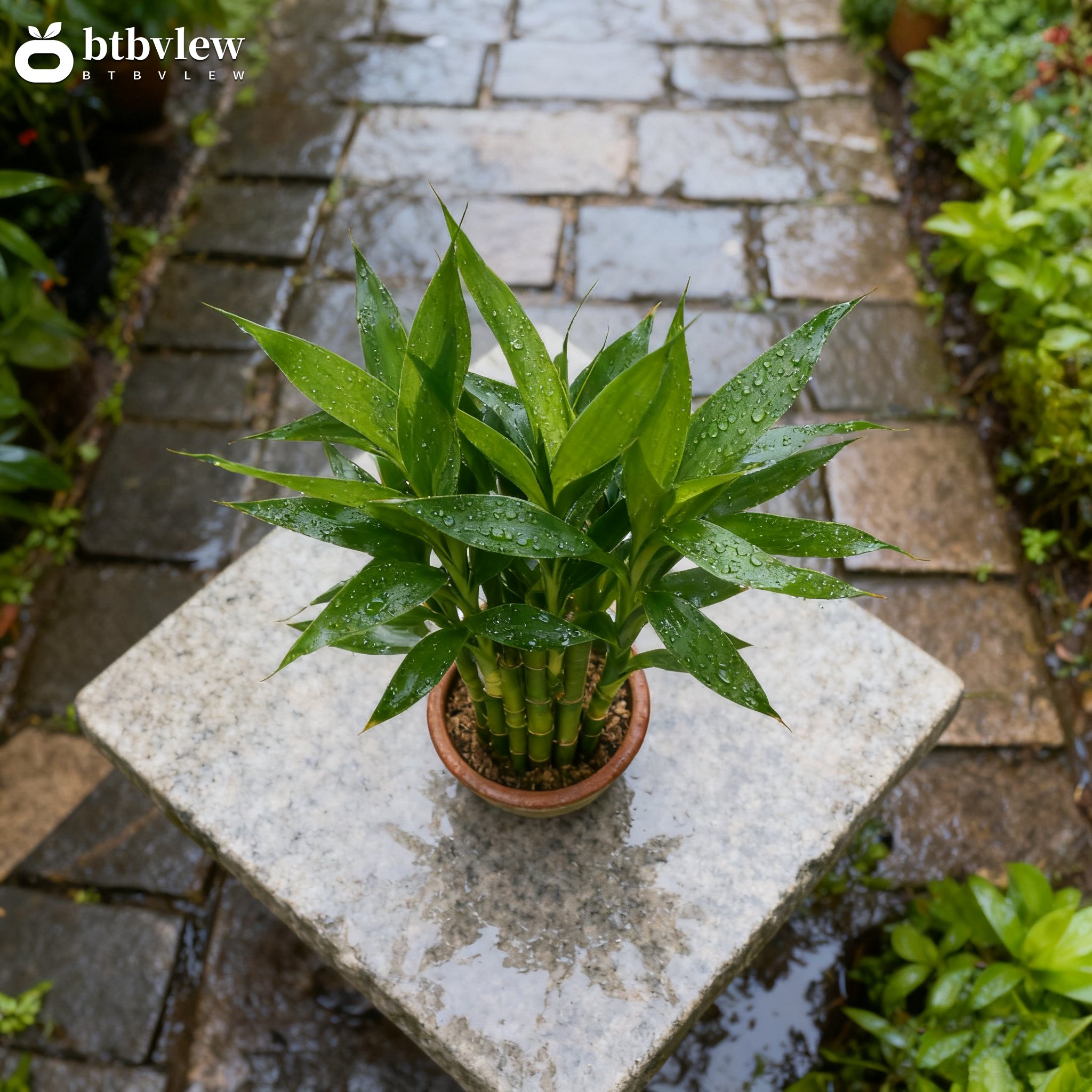 Bambus pro prosperitu v keramickém květináči