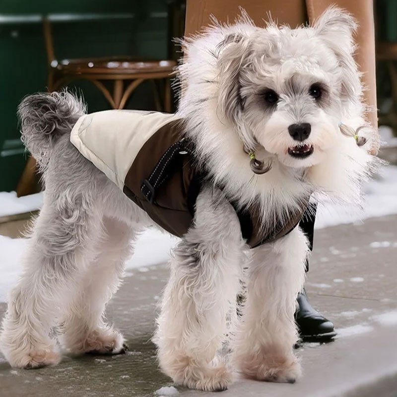 ลูกสุนัขขนแกะเสื้อกันหนาว