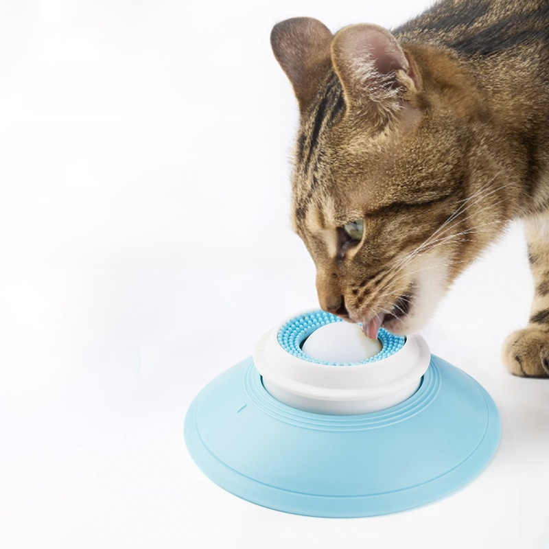 Le chien lèche lentement son assiette