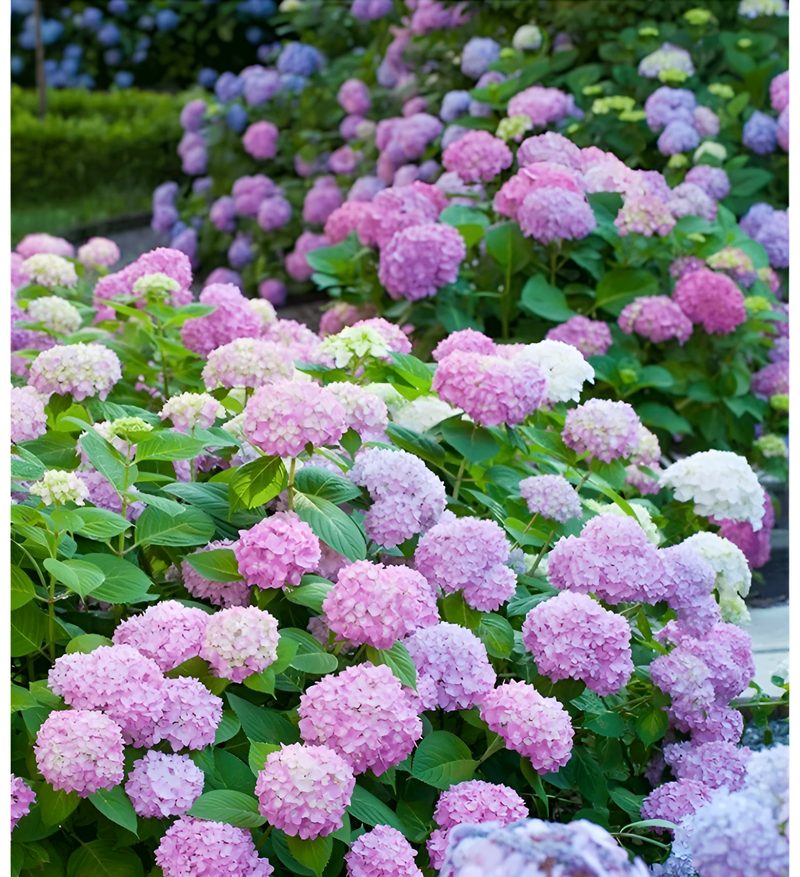 【無尽花】全品種アジサイ苗