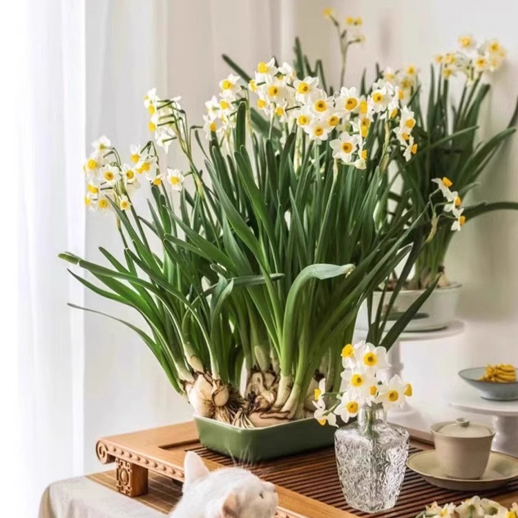  All-Season Blooming Hardy Daffodil Bulbs