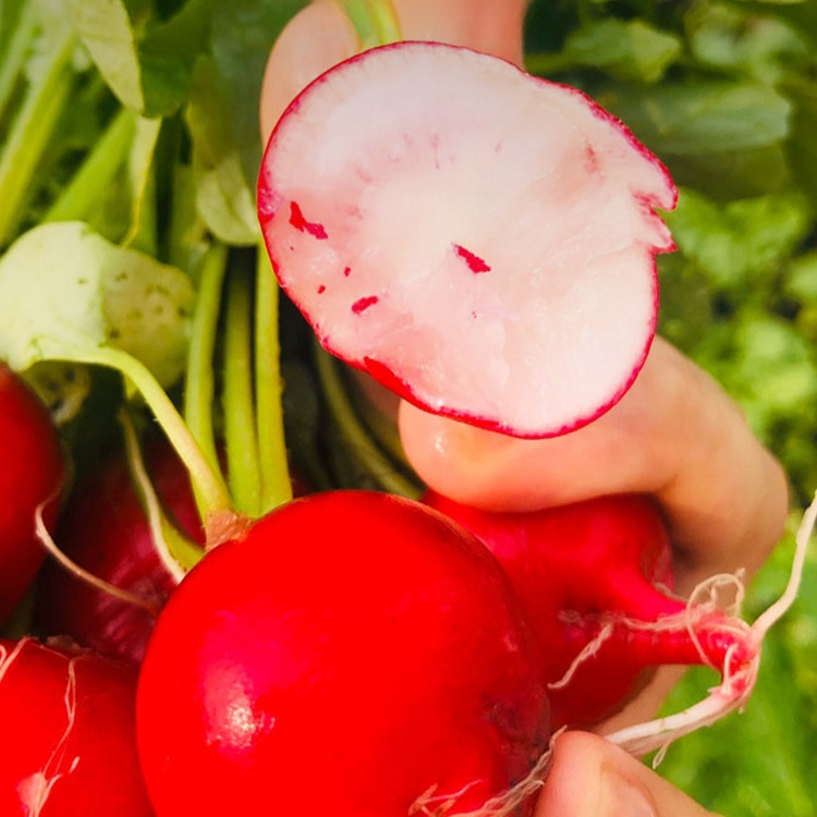 Red Skin White Flesh Cherry Radish Seeds
