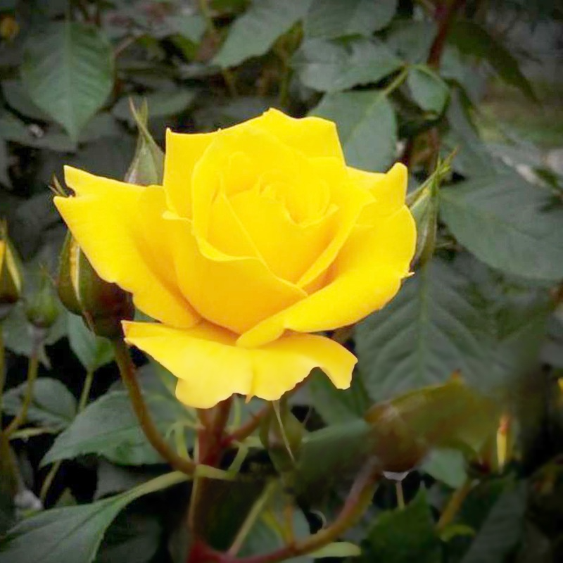 혼합 색상 장미 화분 식물