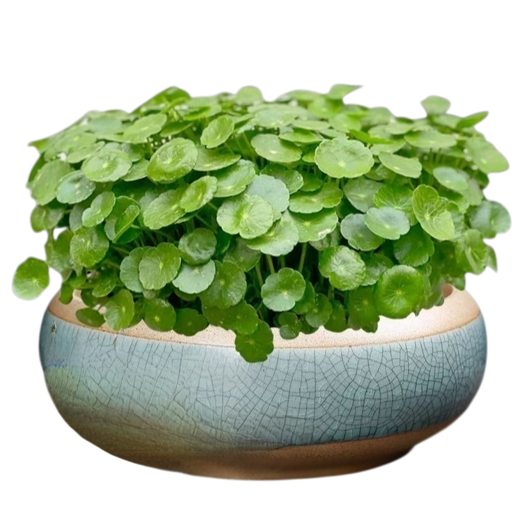 Lucky clover seeds for potted plants