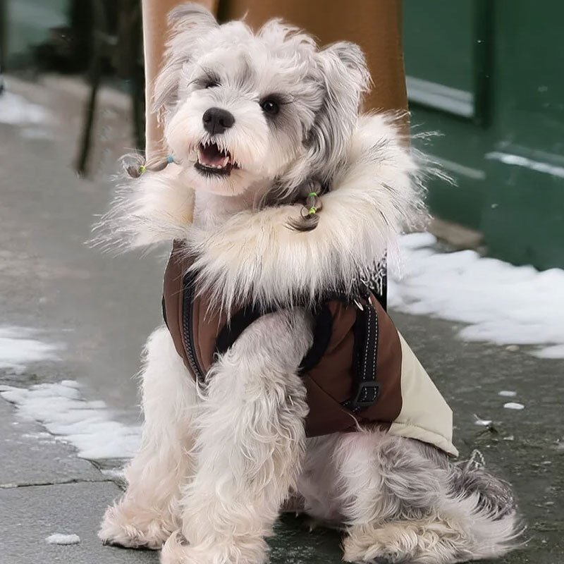 ลูกสุนัขขนแกะเสื้อกันหนาว