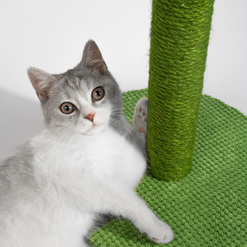 Arbre à chat cactus