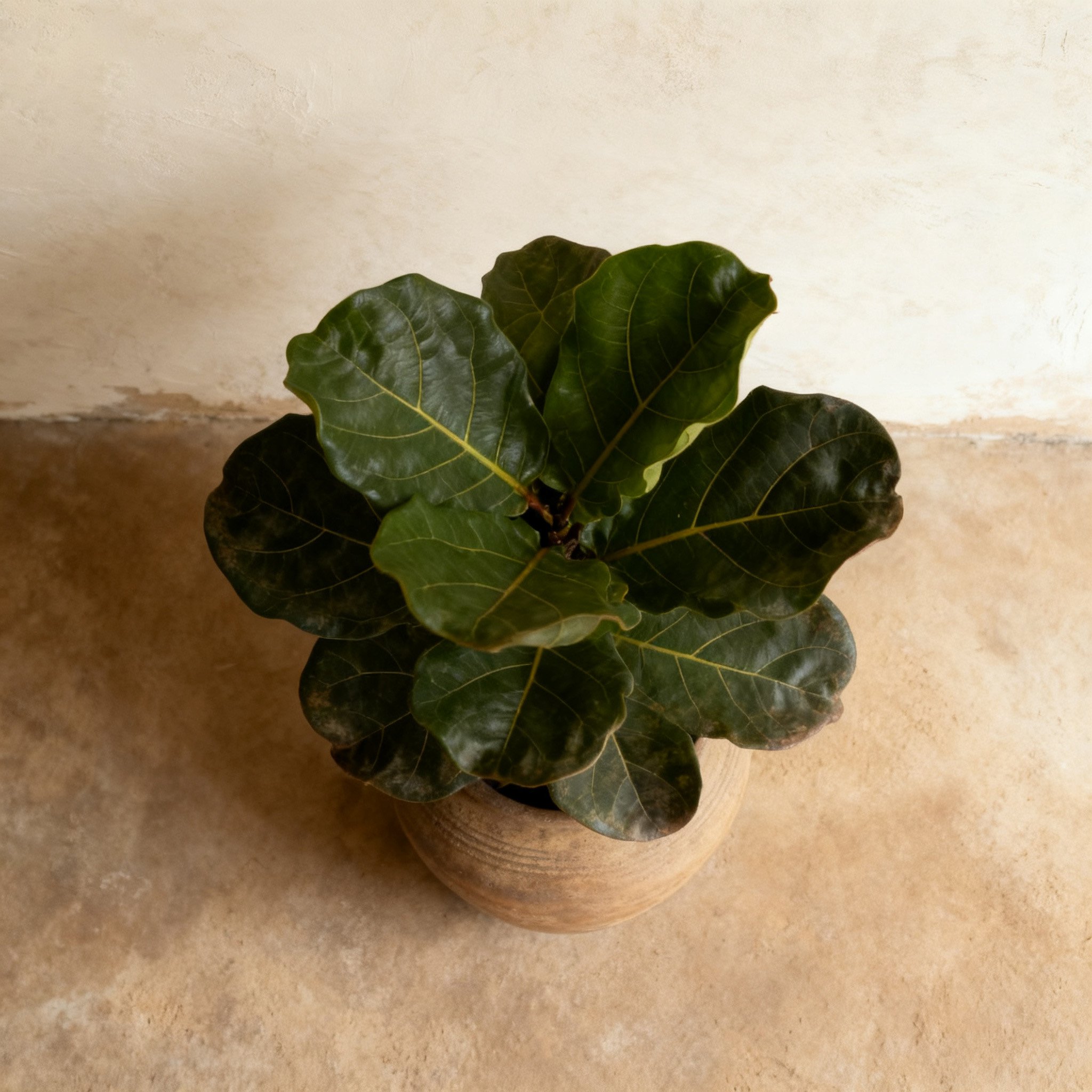 ใบมะกรูดเปียโนสำหรับปรุงอาหารไทย