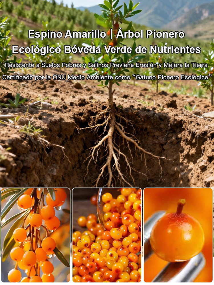 【Zwiększenie odporności i przeciwdziałanie starzeniu się】Wyniki z tamtego roku: sadzonki rokitnika o