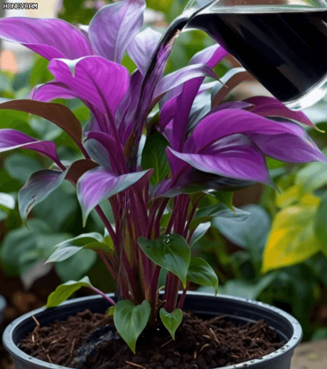 Honeycam 2026-01-20 15-03-10.gif