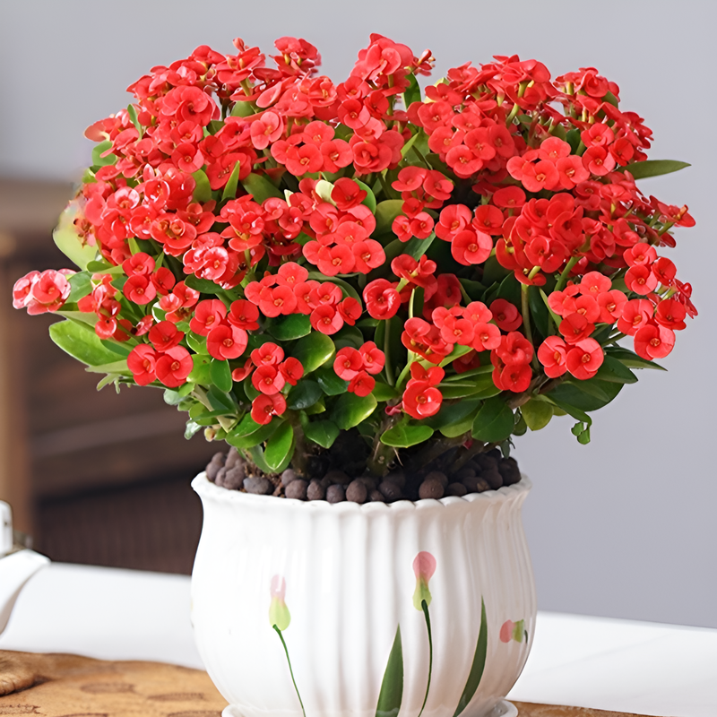 四季の開花虎刺梅盆栽