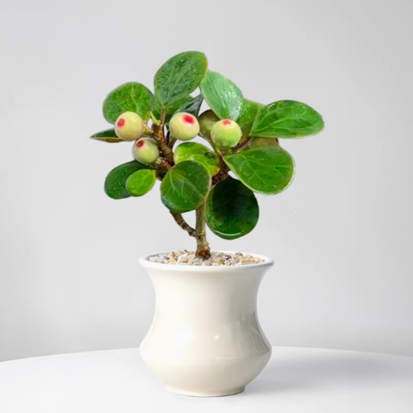 Little Bodhi Indoor Green Plant Pot
