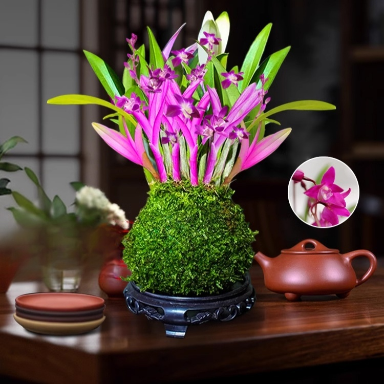 香水石斛蘭改善睡眠綠植淨化空氣