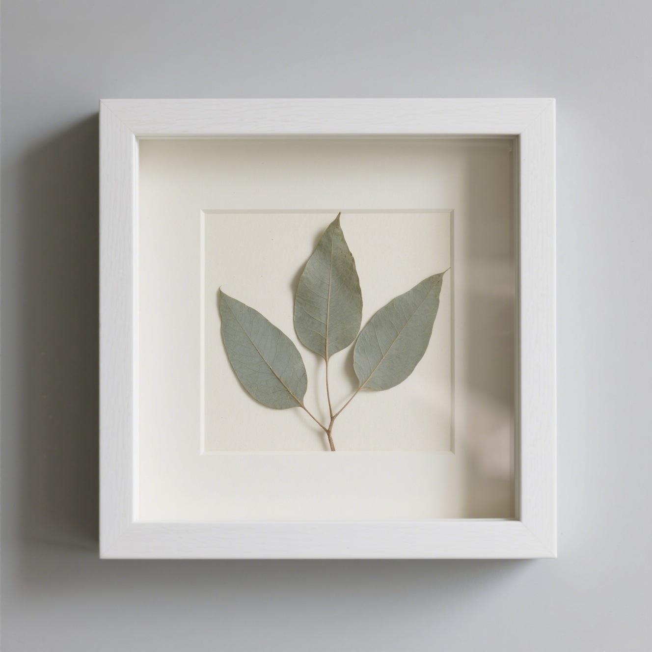 Plant specimen decorative painting