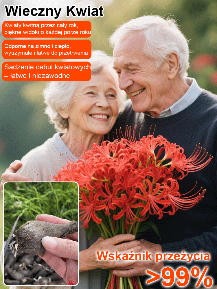 Całorocznie kwitnąca, mrozoodporna i odporna na upały cebulka Lycoris (kwiat tęsknoty)