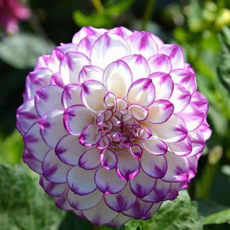 사계절 내내 꽃을 피우는 달리아