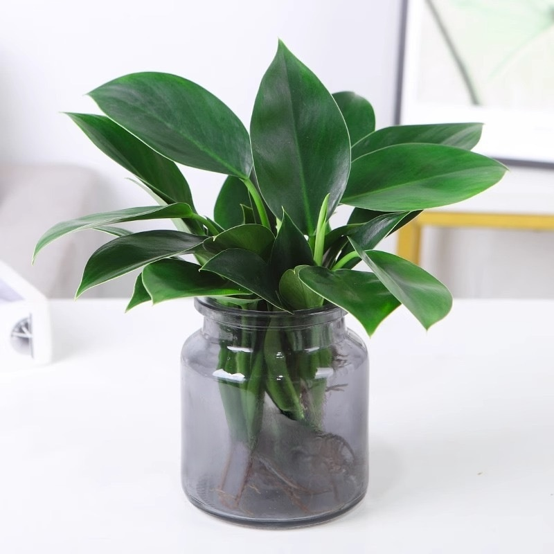 綠公主盆栽植物