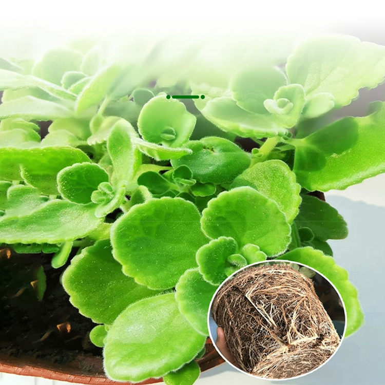 Indoor purification touch fragrance