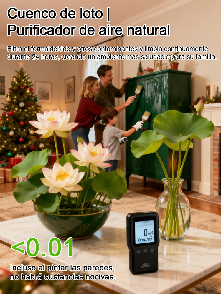 Semillas de loto acuático ornamental 