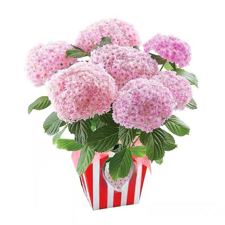 全品種繡球花苗