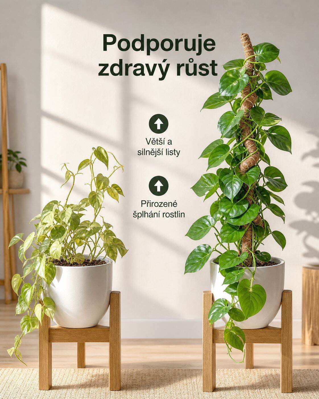 Opora pro monstera s kokosovým vláknem