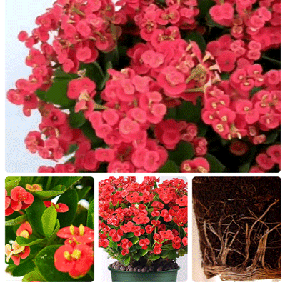 가시관나무 실내 분재