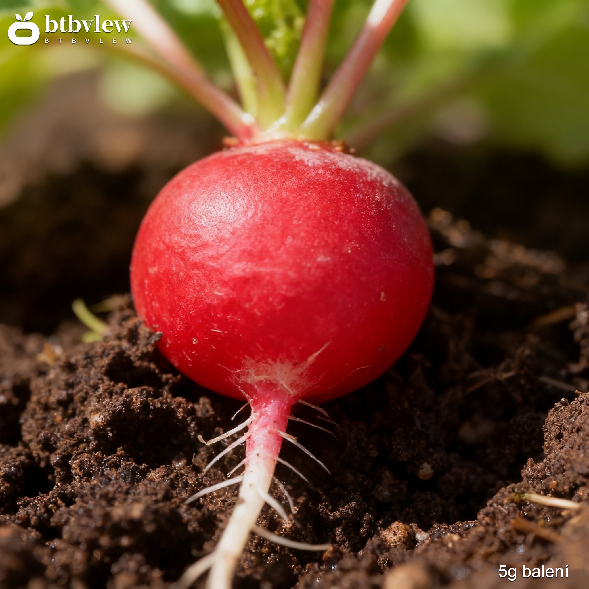 Zdravá sklizeň černé ředkvičky