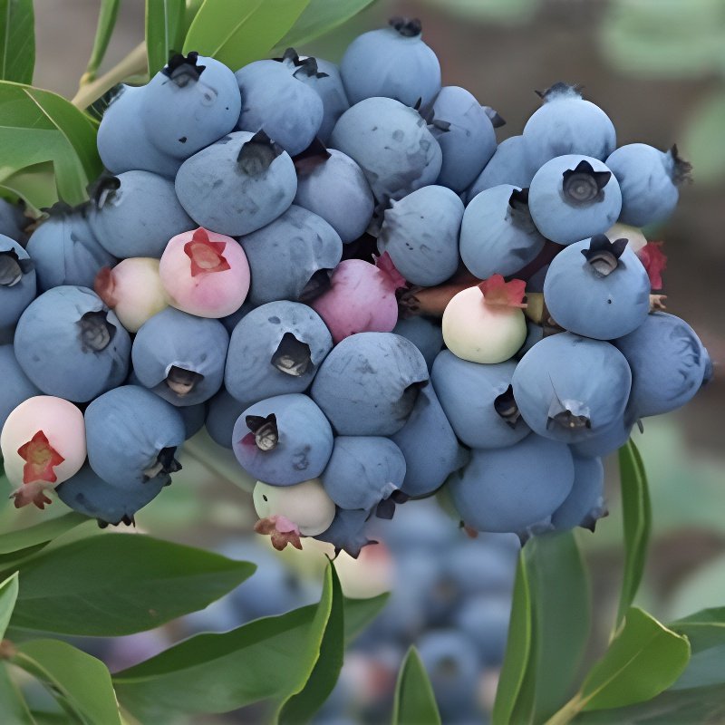 블루베리 화분 묘목