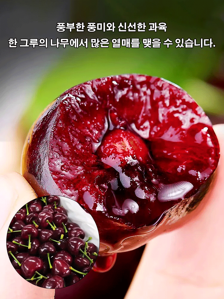 100% 생존 체리 묘목