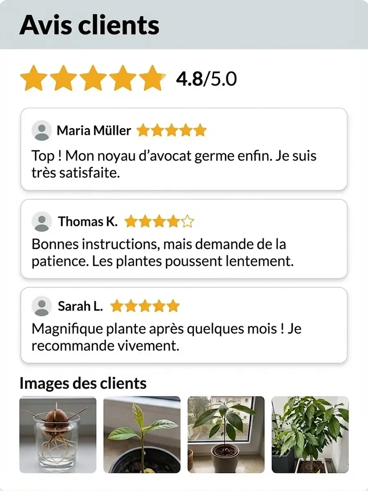 Avocatier Hass "Récolte Express" : Le Seul Arbre qui Résiste à -38°C