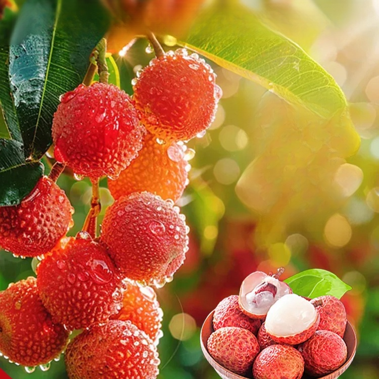 เมล็ดลิ้นจี่