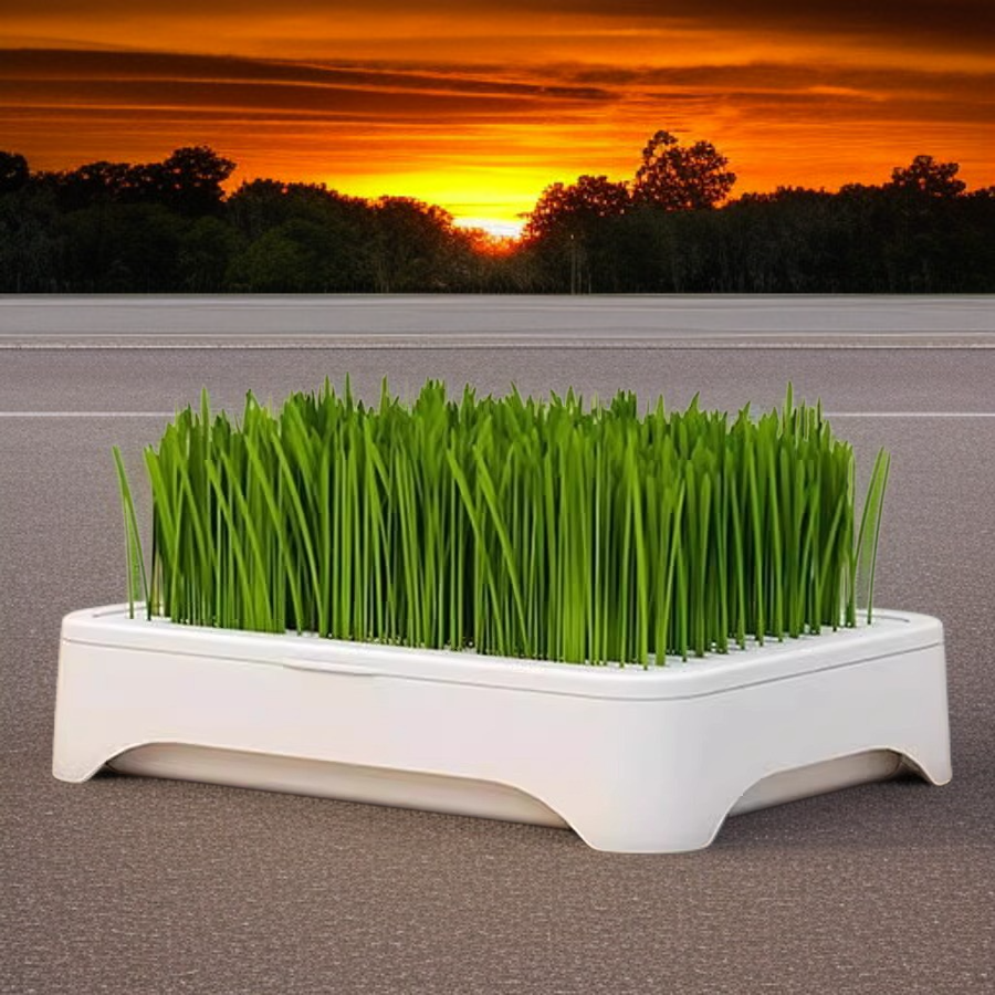 水耕栽培のキャットグラス鉢植え