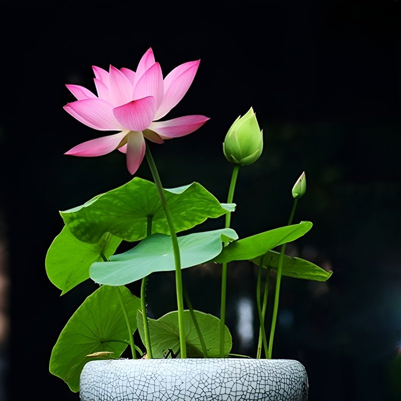 실내 수경재배 화분 연꽃씨