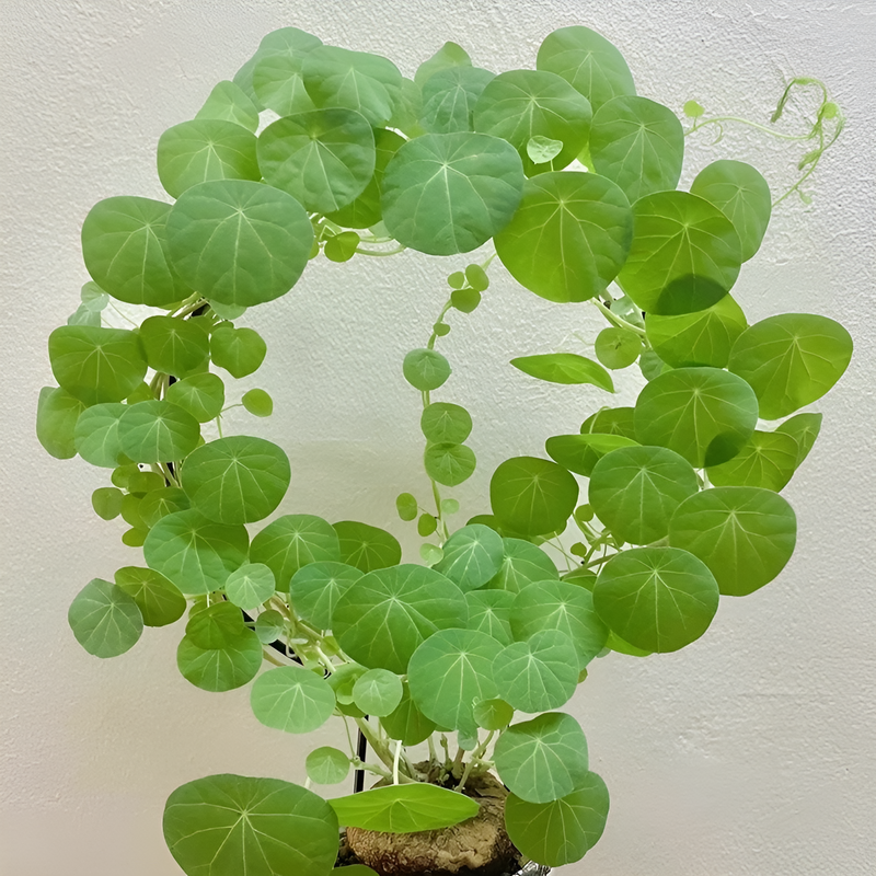 수경 관엽 식물