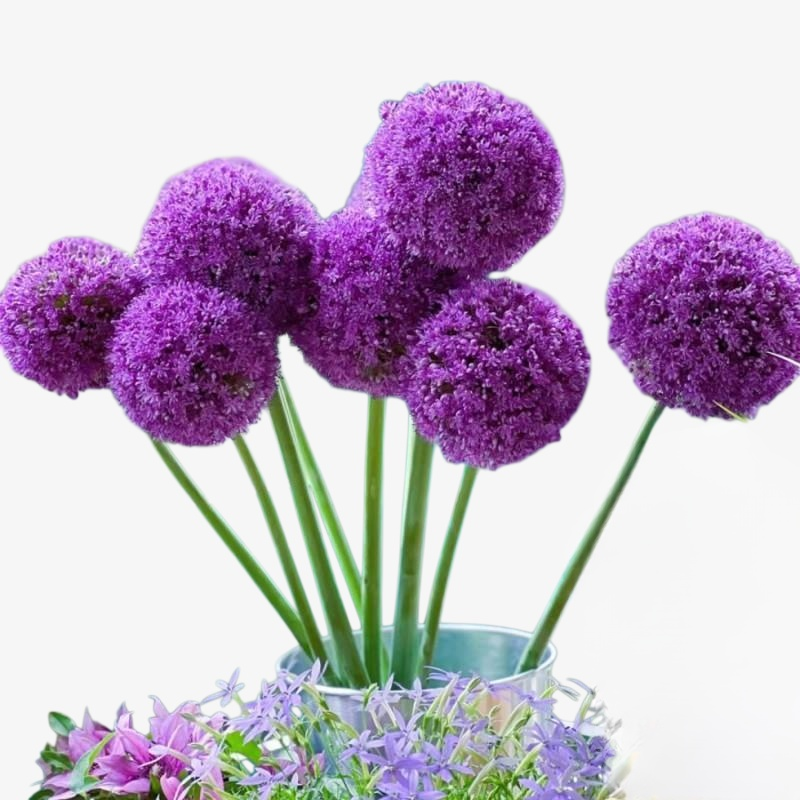 Zierlauch im Topf, einfach zu pflanzen, schnelle Wurzelbildung, Blüte im ersten Jahr