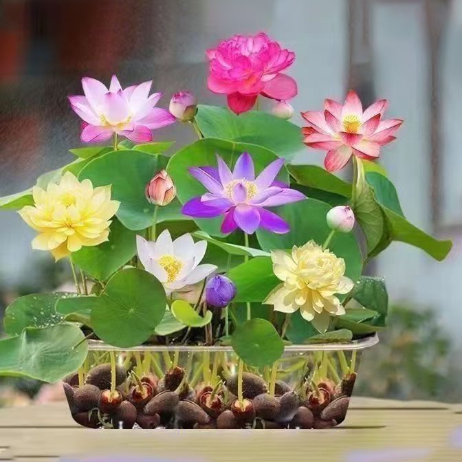 图片0.jpg