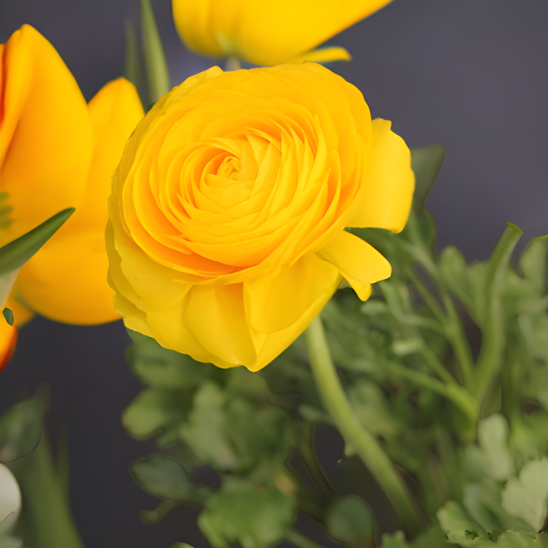 라넌큘러스 구근 다양한 색상 실내외 정원 재배용