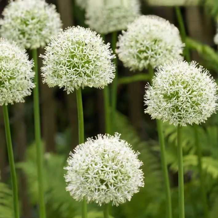 Blühender Zierlauch im ersten Jahr nach Pflanzung