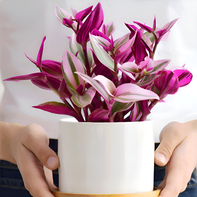 優雅油畫吊蘭室內花卉