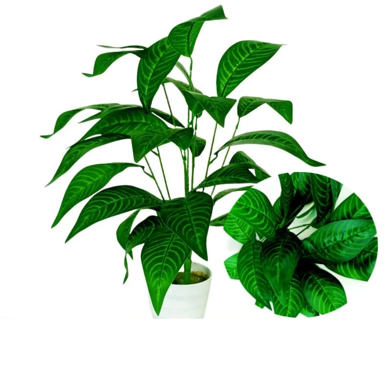 몬스테라 델리시오사 분재