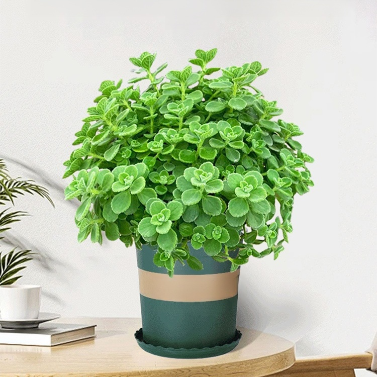 로즈마리 녹색 식물