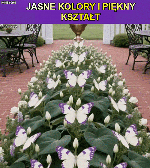 Nasiona Księżycowego Motyla