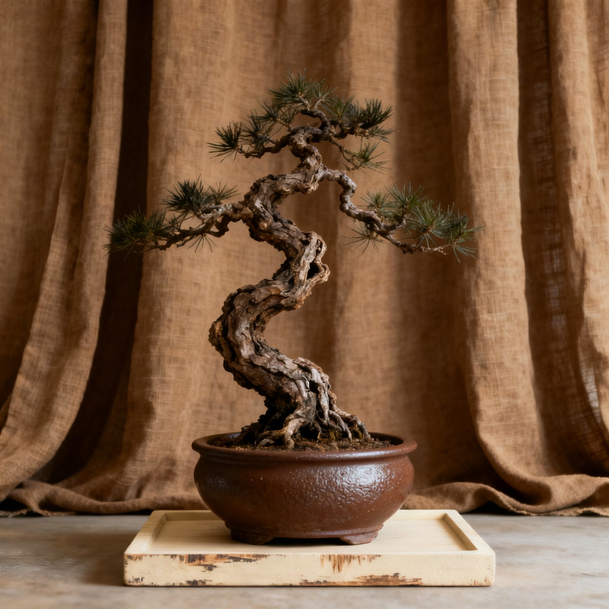 บอนไซต้นสนขนาดเล็ก