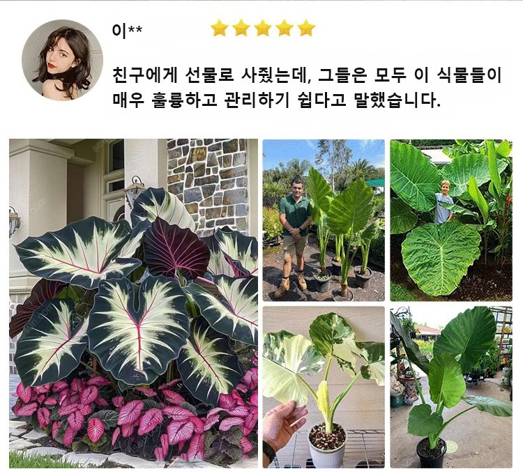 翻译件-HFH-稀有彩叶玉簪花种子-1286342_10.jpg