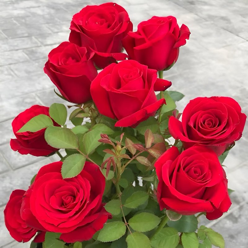 ローズシードポット